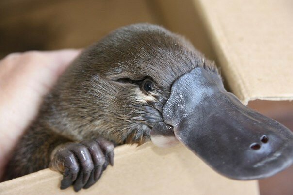 Утконос (лат. Ornithorhynchus anatinus) 