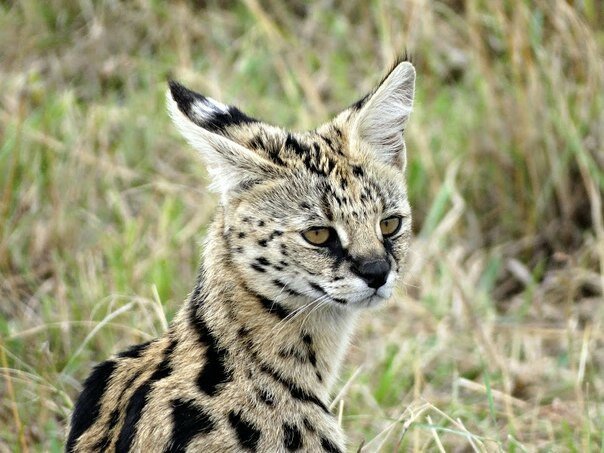 Серва́л, или кустарниковая кошка (Leptailurus serval)