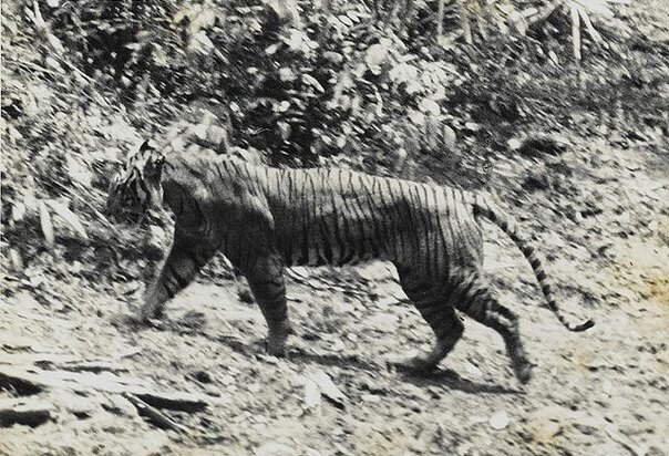 Яванский тигр (лат. Panthera tigris sondaica) — подвид тигра, обитавший на