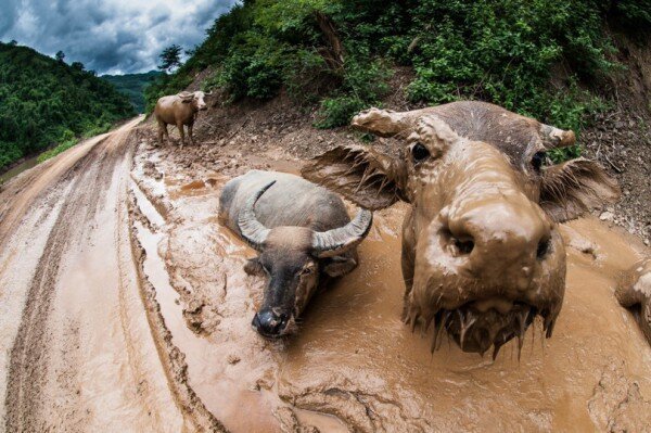 Лучшие фотографии от National Geographic за январь 2016