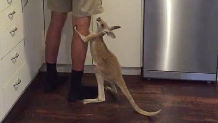 Крошечный кенгуру настойчиво требует молока 