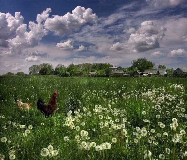 Деревенские мотивы (49 фото)