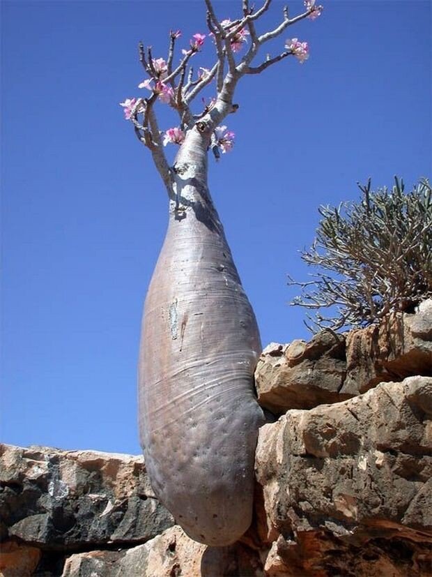 Австралийский баобаб – «Бутылочное дерево»