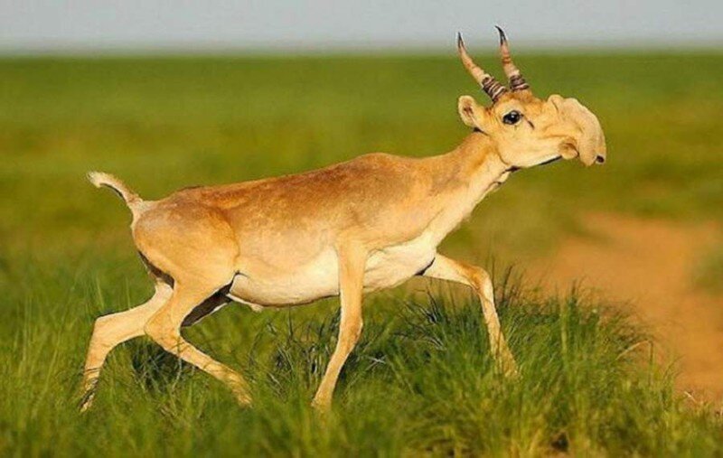 Сайга́, или сайга́к (лат. Saiga tatarica; самец — сайгак или маргач, самка — сайга) 