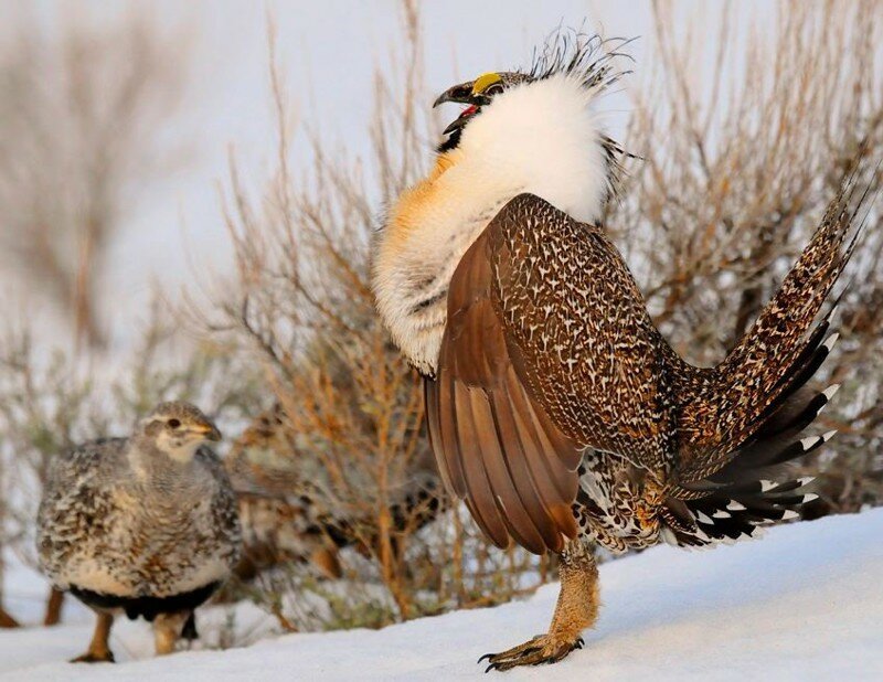 Шалфе́йный те́терев (лат. Centrocercus urophasianus)