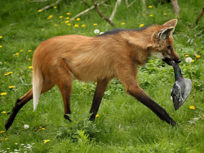 Гри́вистый волк или гуара, агуарачай (лат. Chrysocyon brachyurus) 