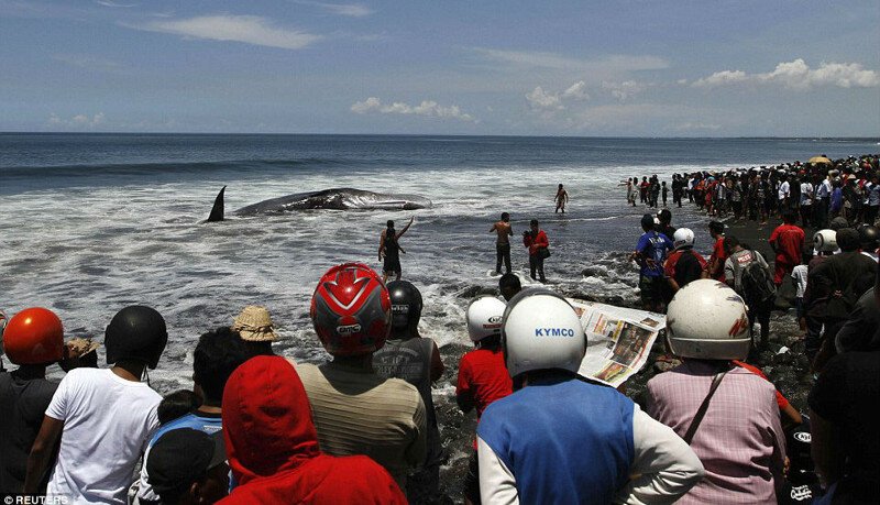 На Бали 16-метровый кашалот выбросился на берег