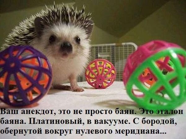 Ежики шутят (47 фото)