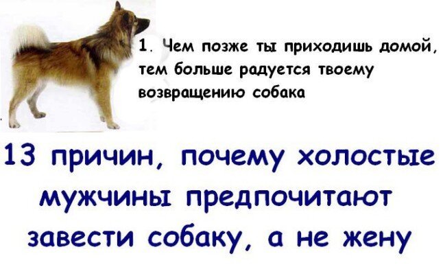 Почему мужчины предпочитают завести собаку, а не жену (14 фото)