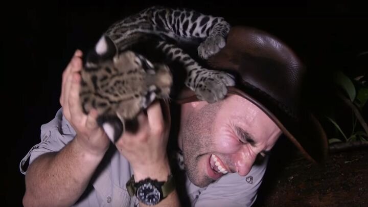 Adam ocelot