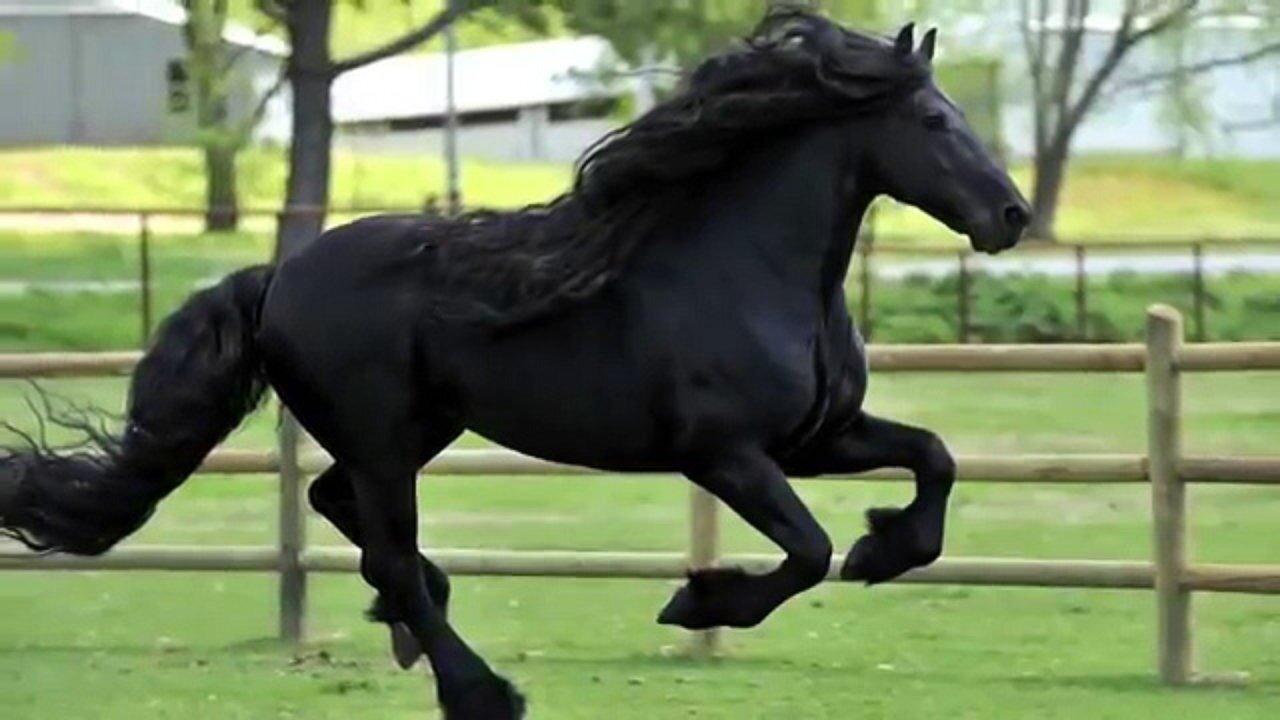 Скакуны лошади самый быстрый в мире