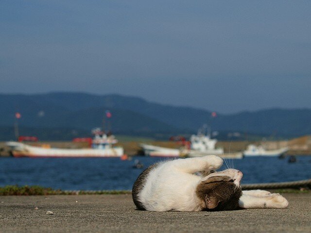 Смешой кот (3 фото)