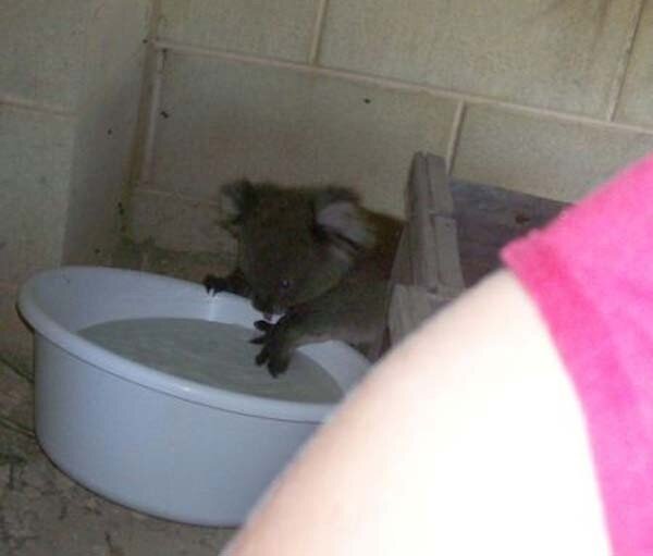 Как купаются коалы (5 фото)