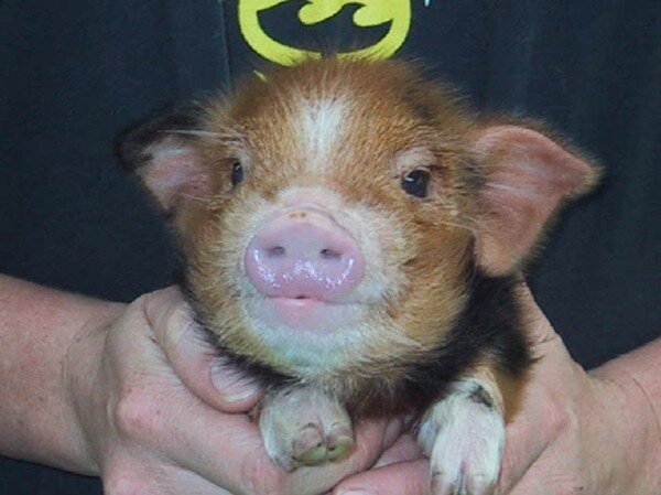 Поросята (8 фото)