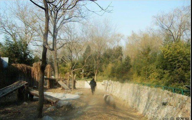 Панда напала на человека (7 фото)