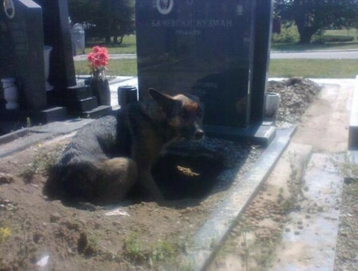 Сербская зоозащитница спасла собаку, поселившуюся на могиле умершего хозяина