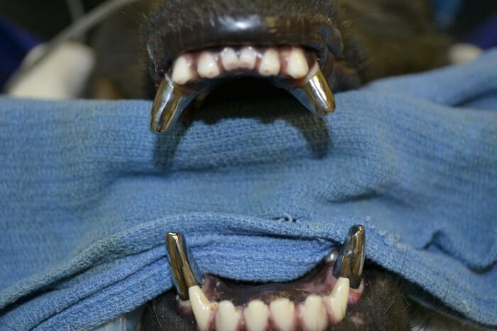 Титановые зубы собаки (6 фото)