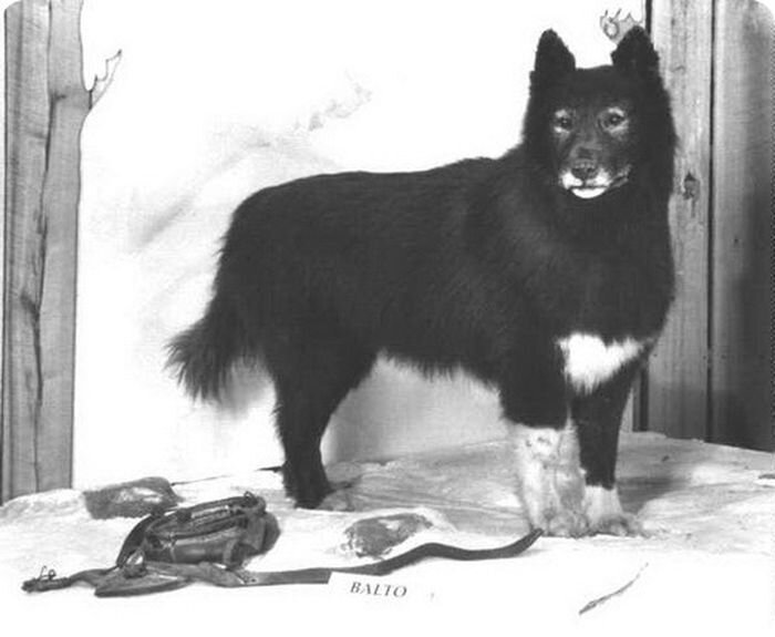История о мужественной собаки Балто (6 фото+текст)