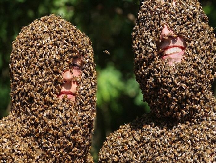 Канадские фермеры провели конкурс пчелиной бороды (5 фото)