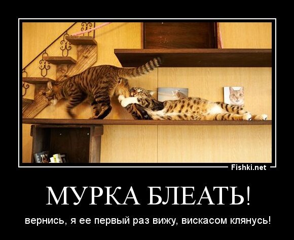 Мурка блеать!