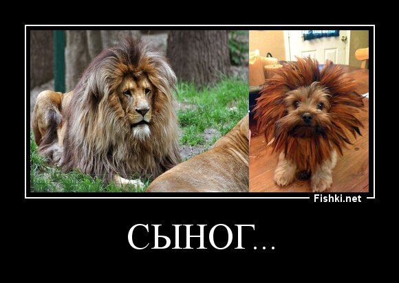 СЫНОГ...
