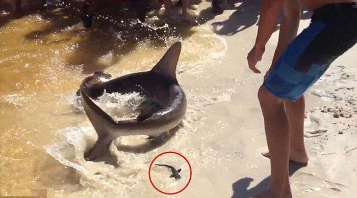 Акула-молот родила плямо на пляже! (4 фото + видео) 
