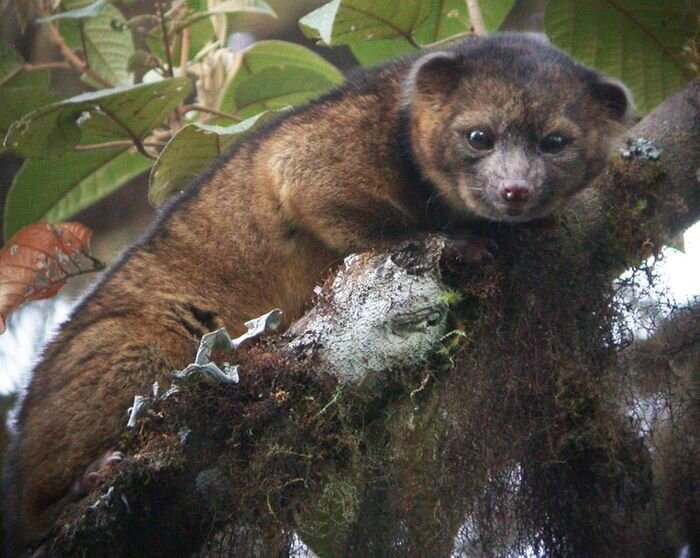 Обнаружен новый вид хищников Колумбии и Эквадора - Олингито (8 фото + видео)