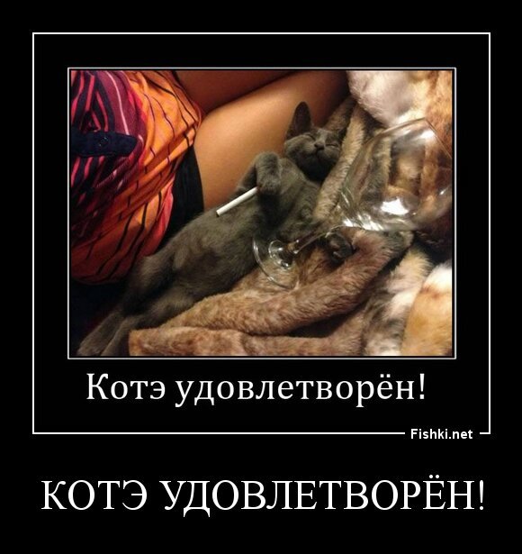 Котэ удовлетворён!