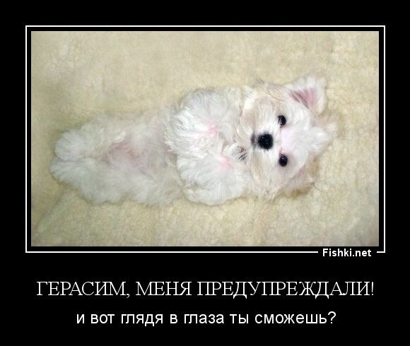 Герасим, меня предупреждали!