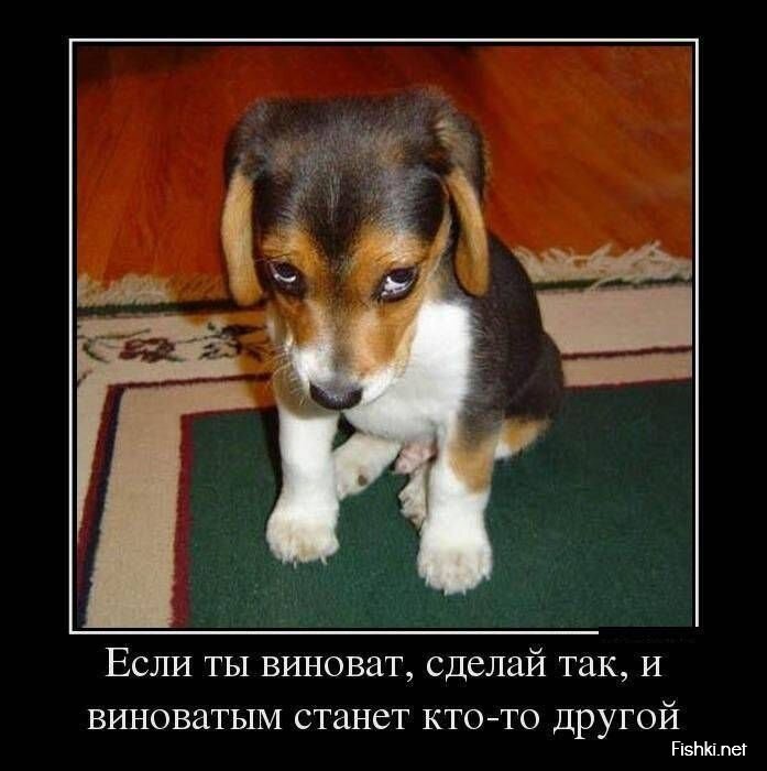 Смешной демотиватор от zubrilov за 19.08.2013 №213495