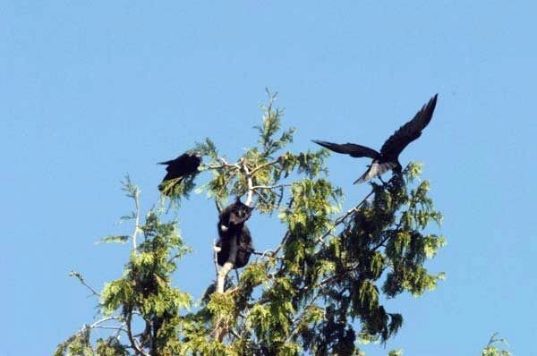 Кот-неудачник (4 фото)
