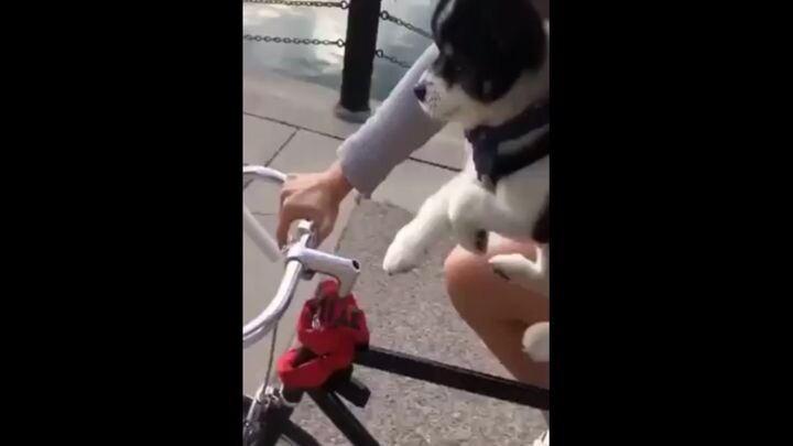 Этот крохотный щенок, хоть и не умеет кататься на велосипеде, но всё равно пытается помочь хозяйке крутить педали 