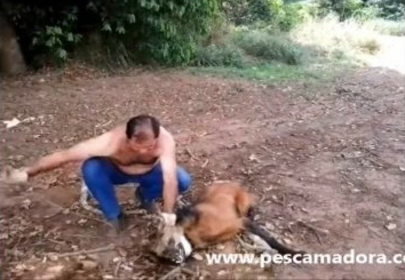 Дальнобойщик спас волка от обезвоживания