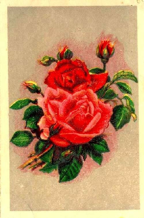 Советские почтовые открытки. Открытки Цветы. 1940-1950 гг