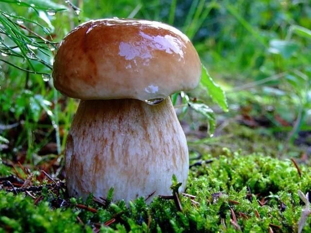 Грибное царство (27 фото)