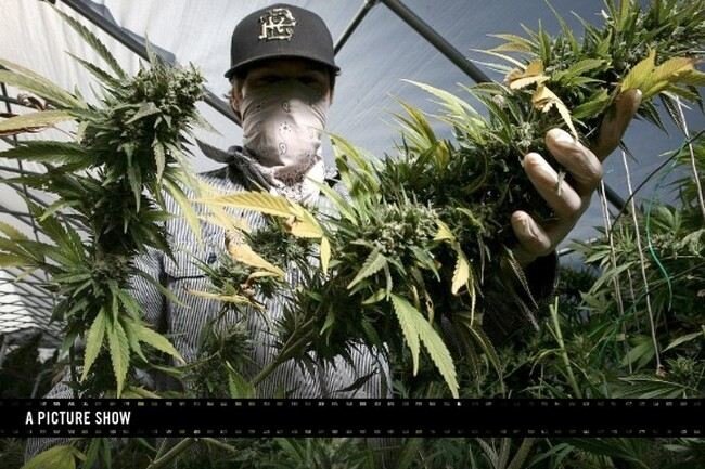 Выращивание марихуаны (23 фото)