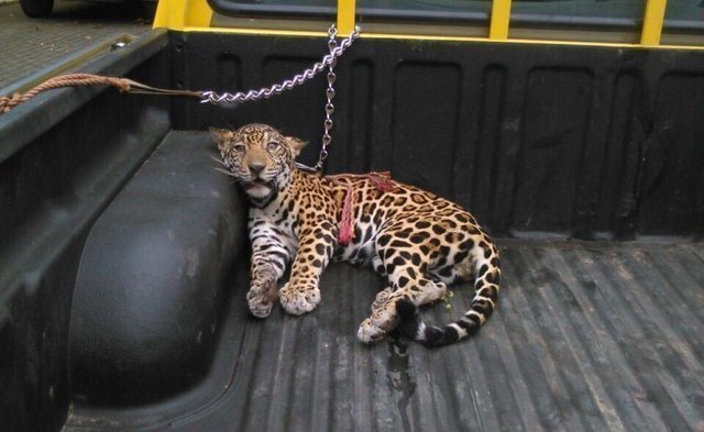 Парализованного ягуара нашли в джунглях без мамы и надежды в глазах…