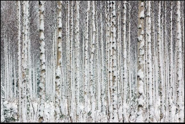 Романтичная зима (15 фото)