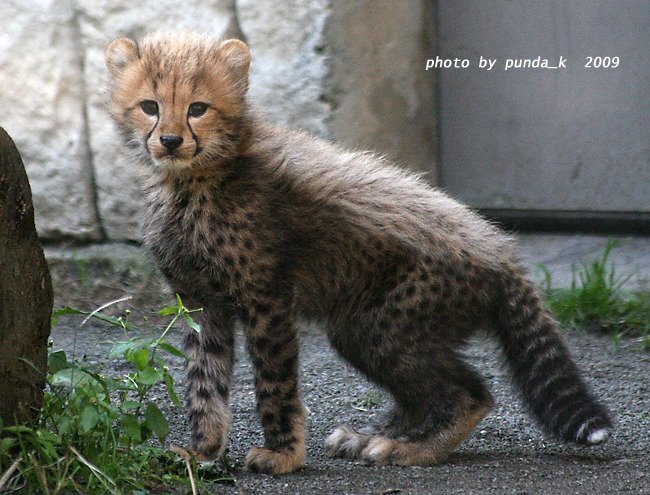 Маленькие Котята :) (8 фото)