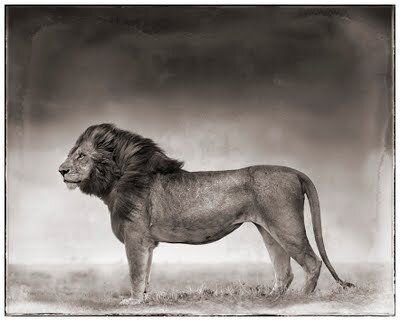 Работы Nick Brandt (46 фото)