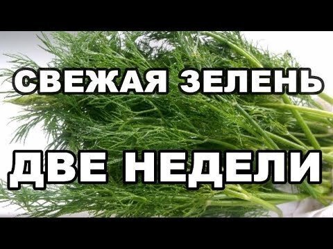 Как хранить зелень в холодильнике