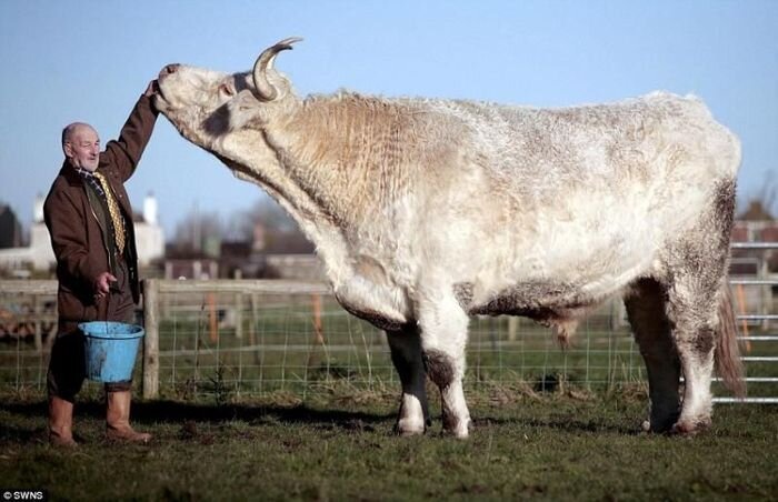 Самый большой бык (2 фото)