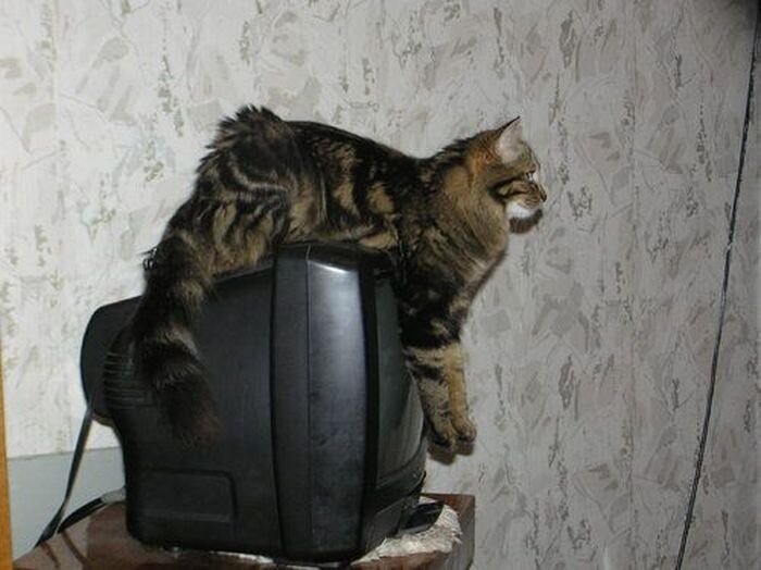 Коты в интерьере (27 фото)