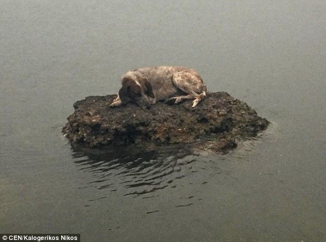 В Греции спасли собаку, которая спряталась от пожаров на маленьком камне в море