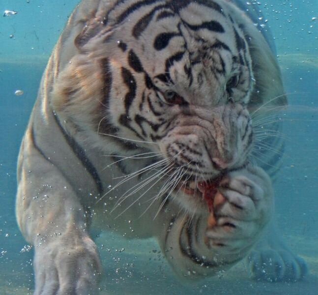 Бенгальский тигр (26 фото)