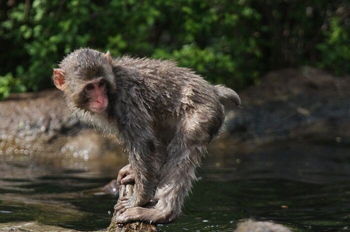  Обезьянка учится плавать (18 фото)