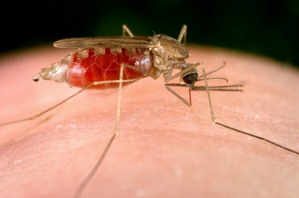 Найдено новое эффективное и безопасное средство от комаров