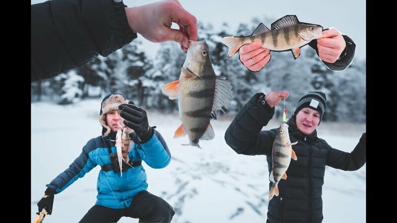 Сумасшедшие окуни Финского залива. Первая зимняя рыбалка подписчика. На рыбалку с подписчиком