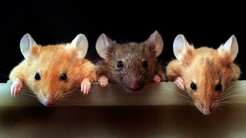 Ученые заставили мышей отрастить ампутированные пальцы