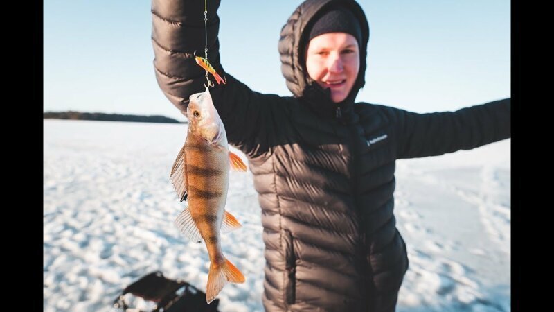 Безумный окунь на балансир. Рыбалка на Финском заливе